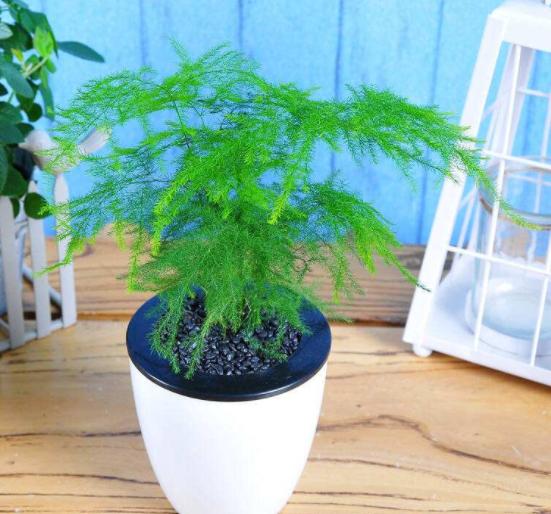 背阴的室内适合种什么,客厅朝阴适合养什么