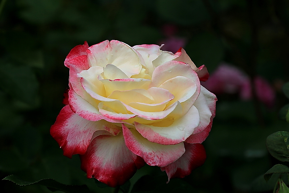 五月花；青山吹奏《蜗牛与黄鹂鸟》,D#调半音阶口琴演奏