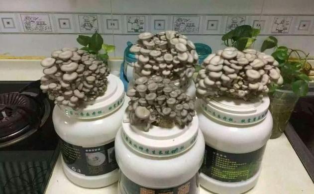 蘑菇发育成长,好吃好看的蘑菇简单易种植