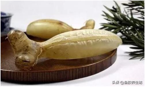 鱼胶知识书籍,鱼胶的知识抖音视频