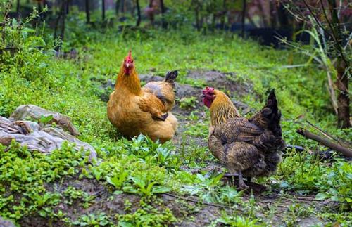 十年的鸡头胜砒霜什么意思,十年鸡头胜染霜是什么意思