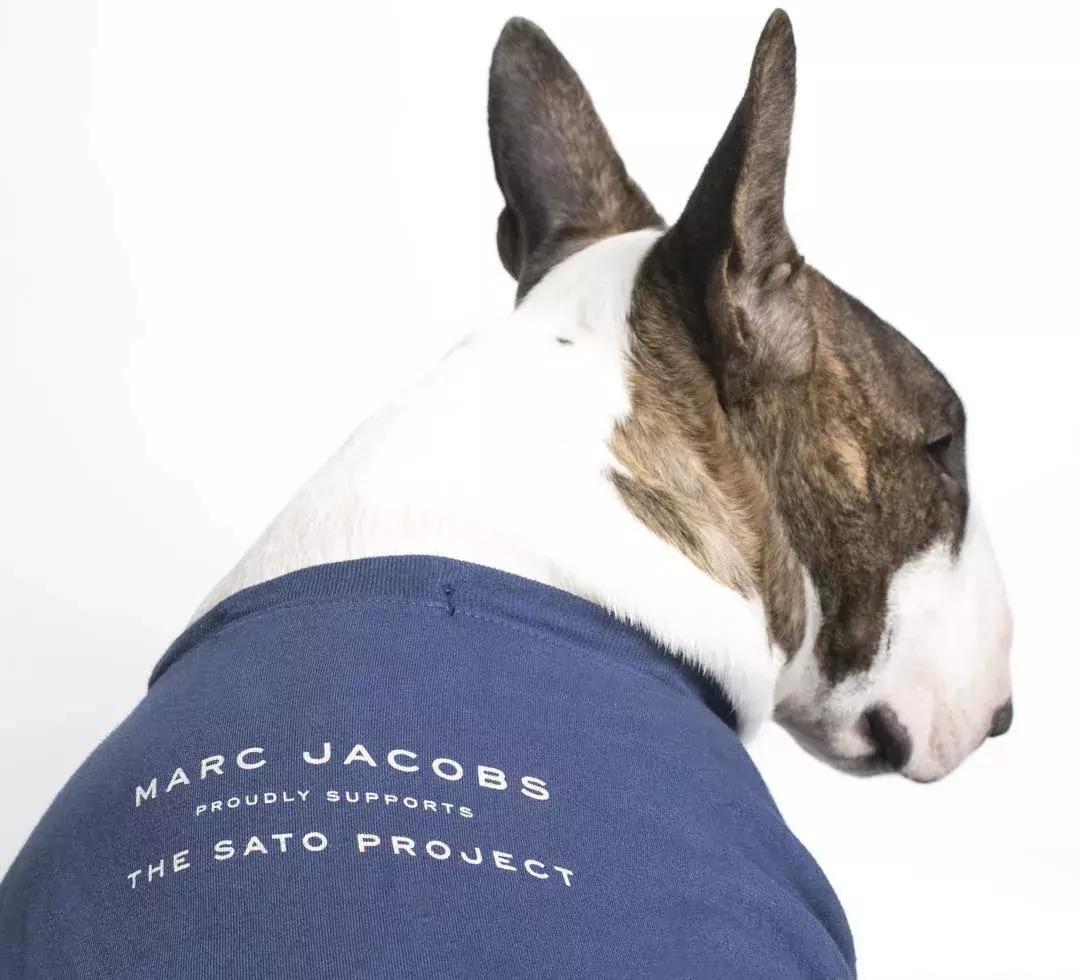 大熊猫一年可以赚钱几个亿,一只猫一年挣3000万