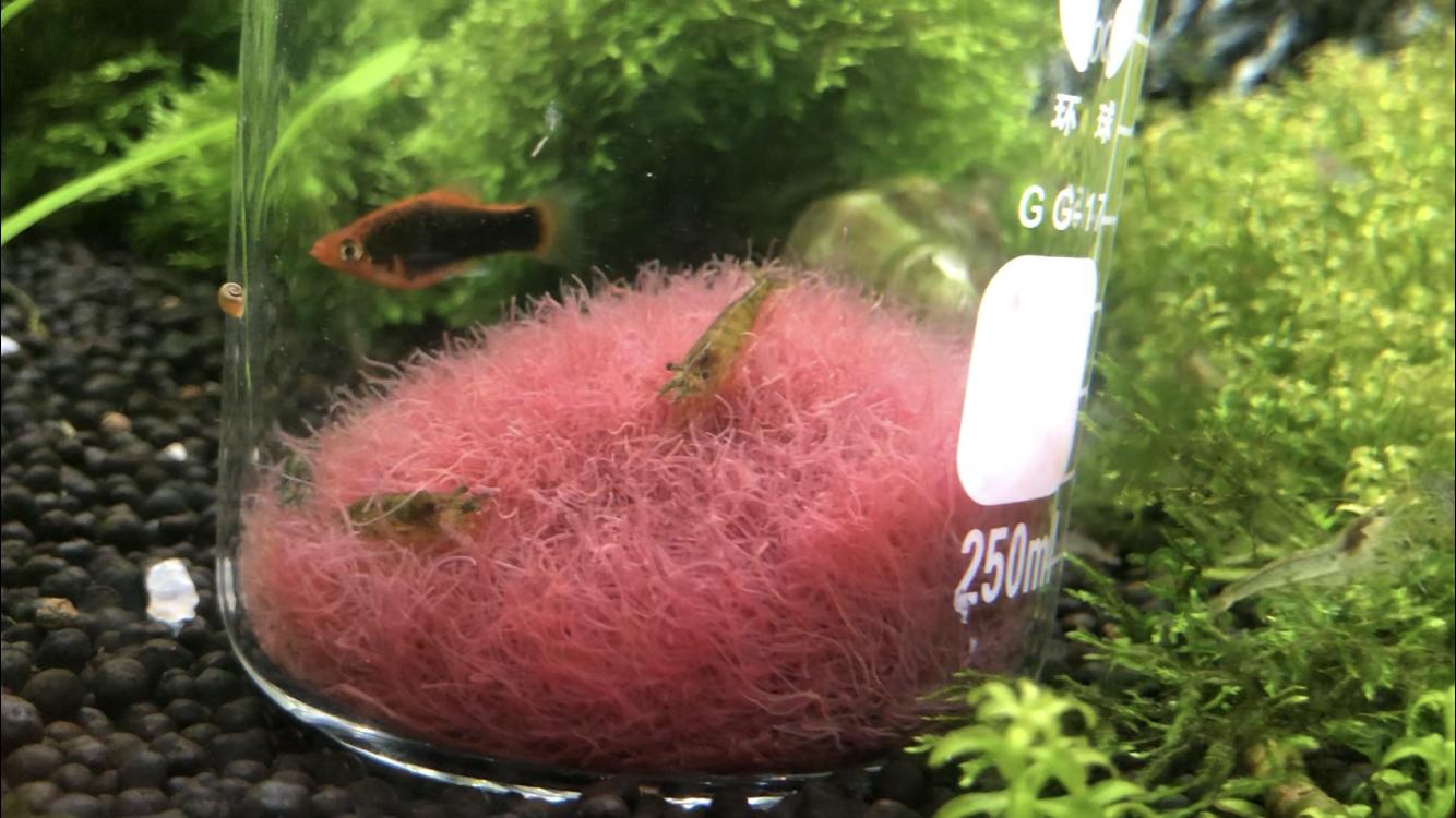 网上买的红线虫到家怎么处理,红线虫鱼儿能吃吗