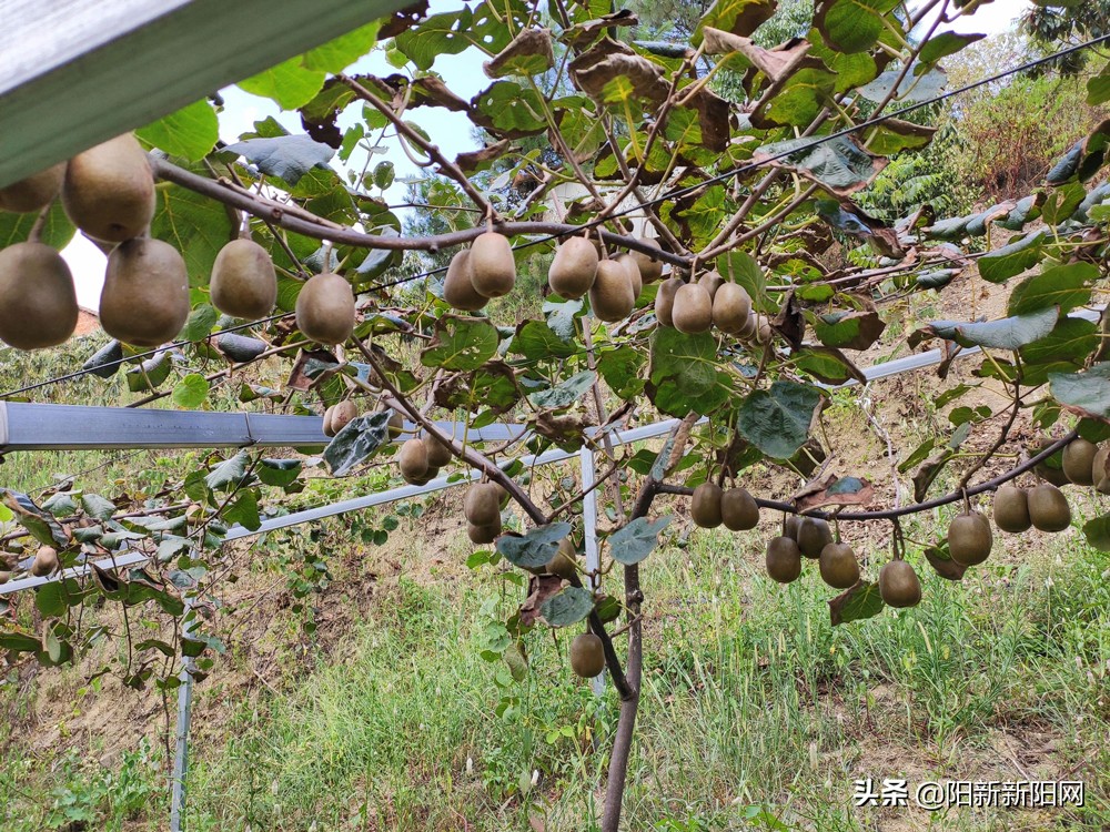 阳新县新闻,湖北鄂州阳新新闻