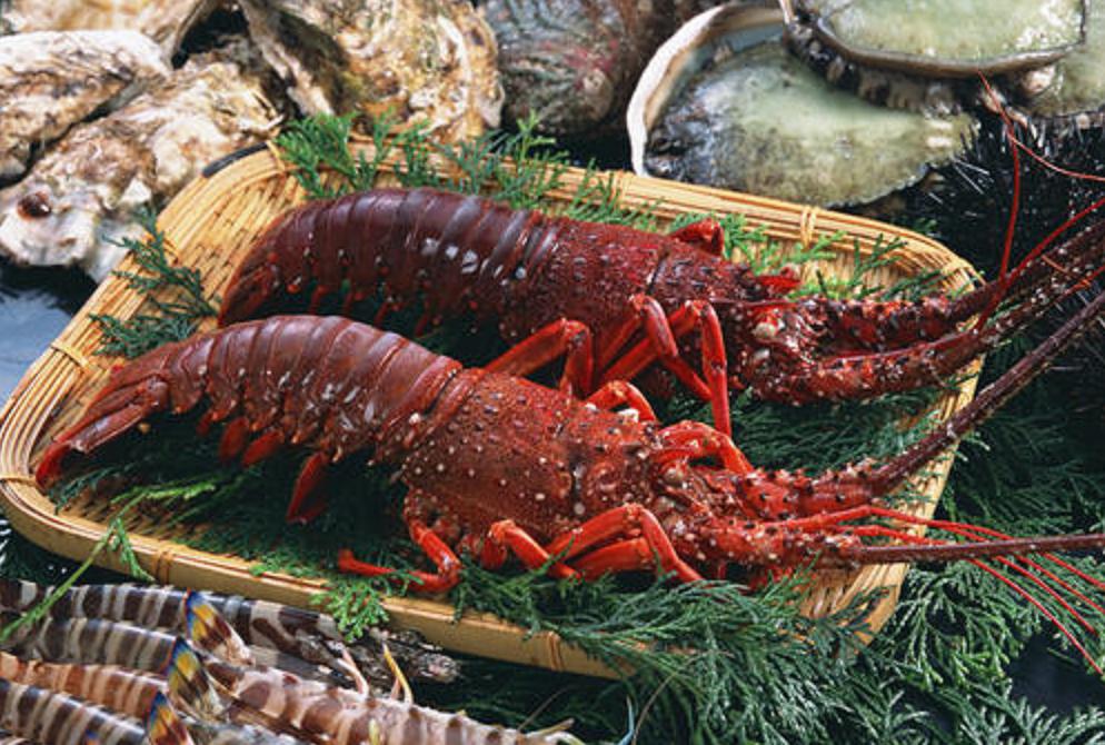 龙虾的寿命到底有多长,龙虾的寿命有多久