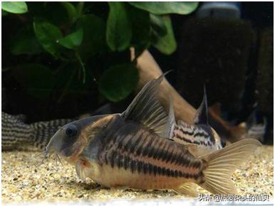 哪种鼠鱼不吸鱼还好养,水中生物老鼠