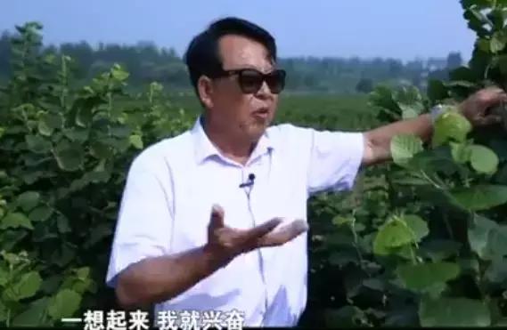 石头缝里长出的榛子树，你见过吗？