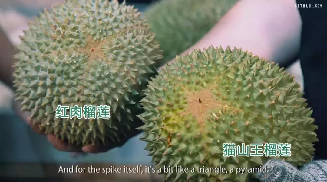 赌王派私人飞机买,蔡少芬怀孕也痴迷,凭啥它让*欲人**罢不能?