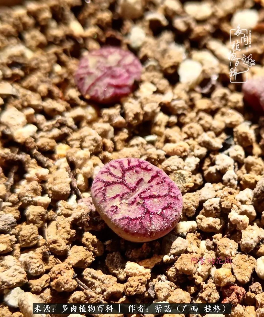 如何在夏天买的多肉度夏,多肉度夏好帮手