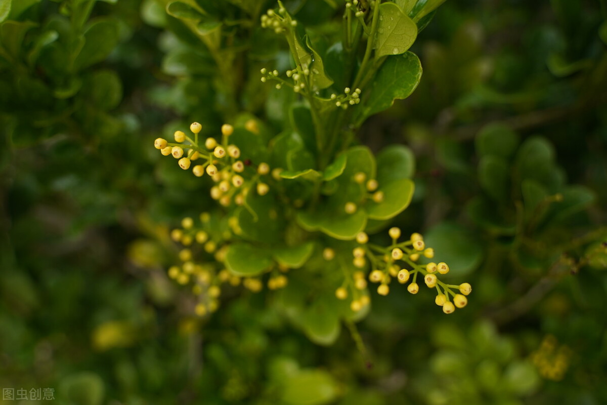 那些令人赞叹的庭院花卉,5种庭院生活方式的花卉