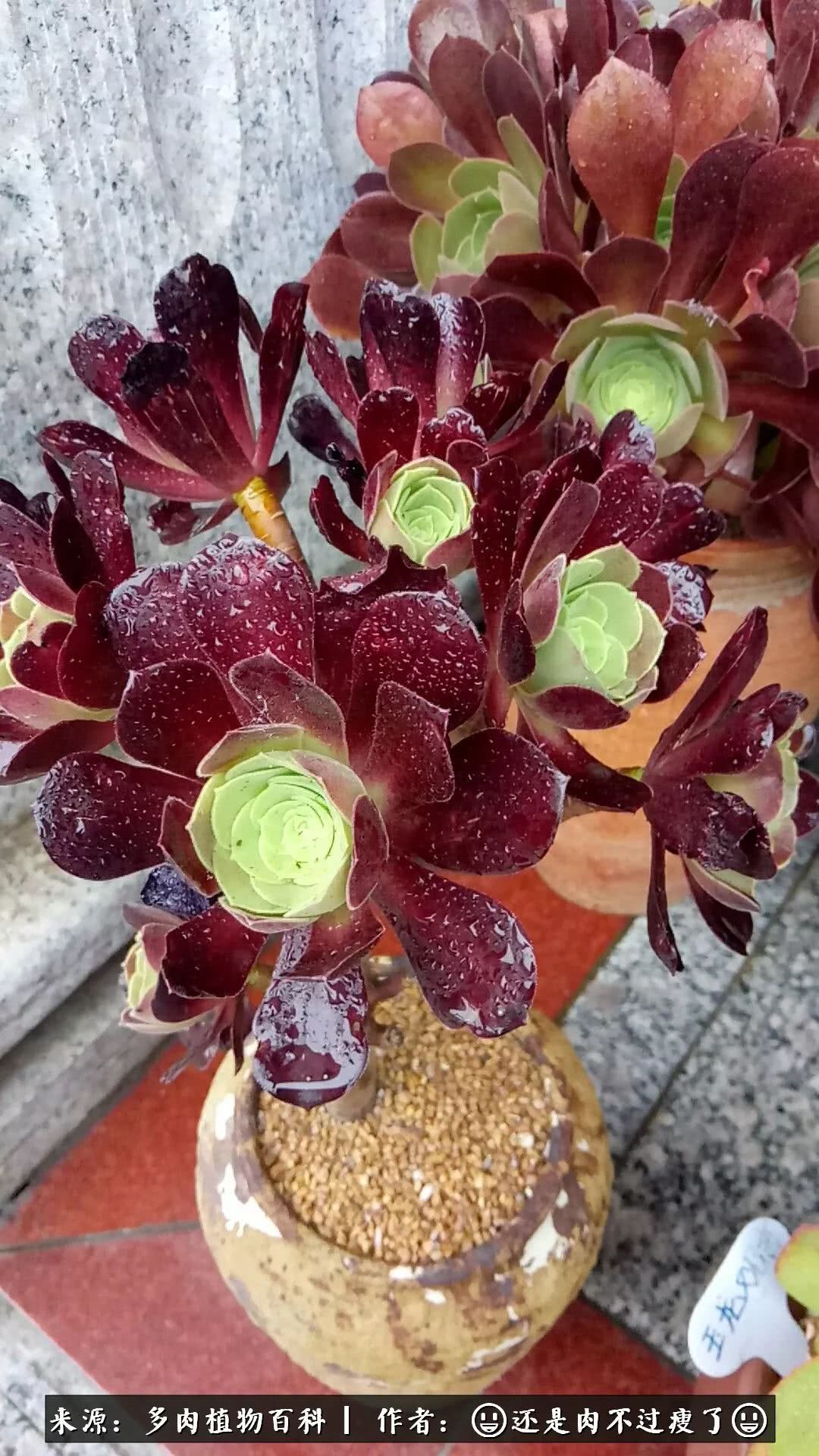 日照弘一法师,日照法师请师父