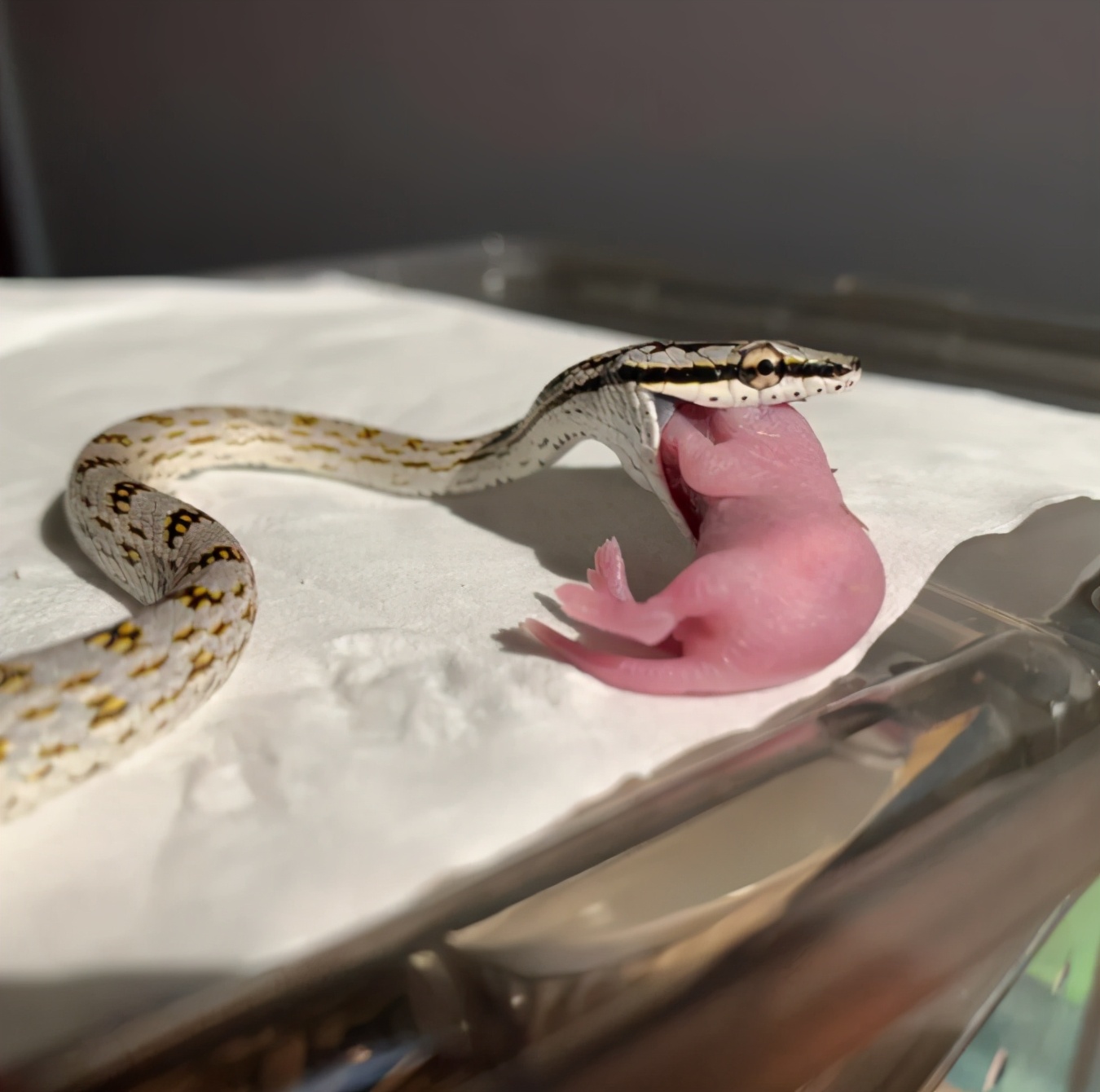 「爬宠饲养」蛇苗不开食难道只能填？​且慢