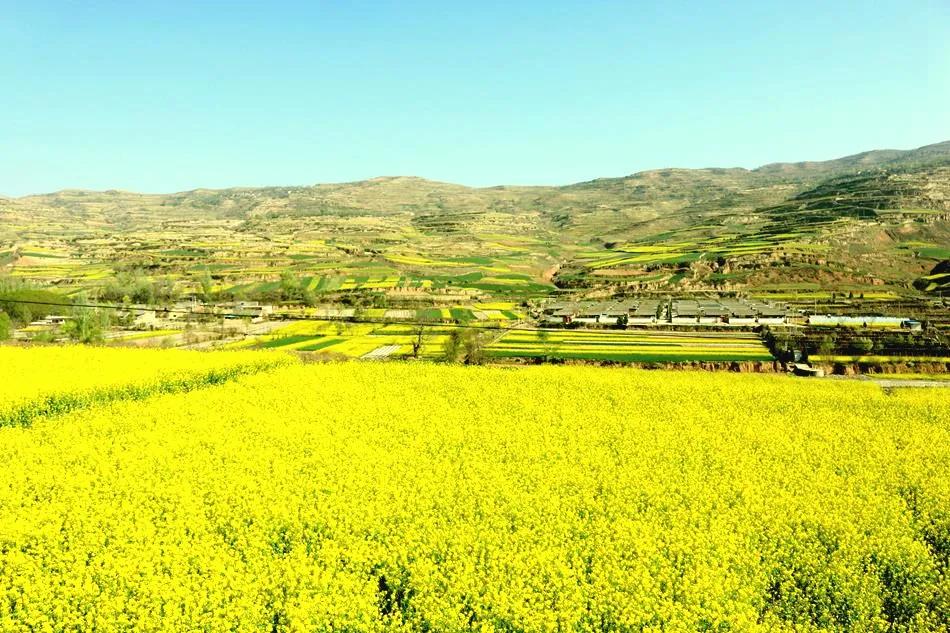 最美武山油菜花,湖口武山油菜花基地