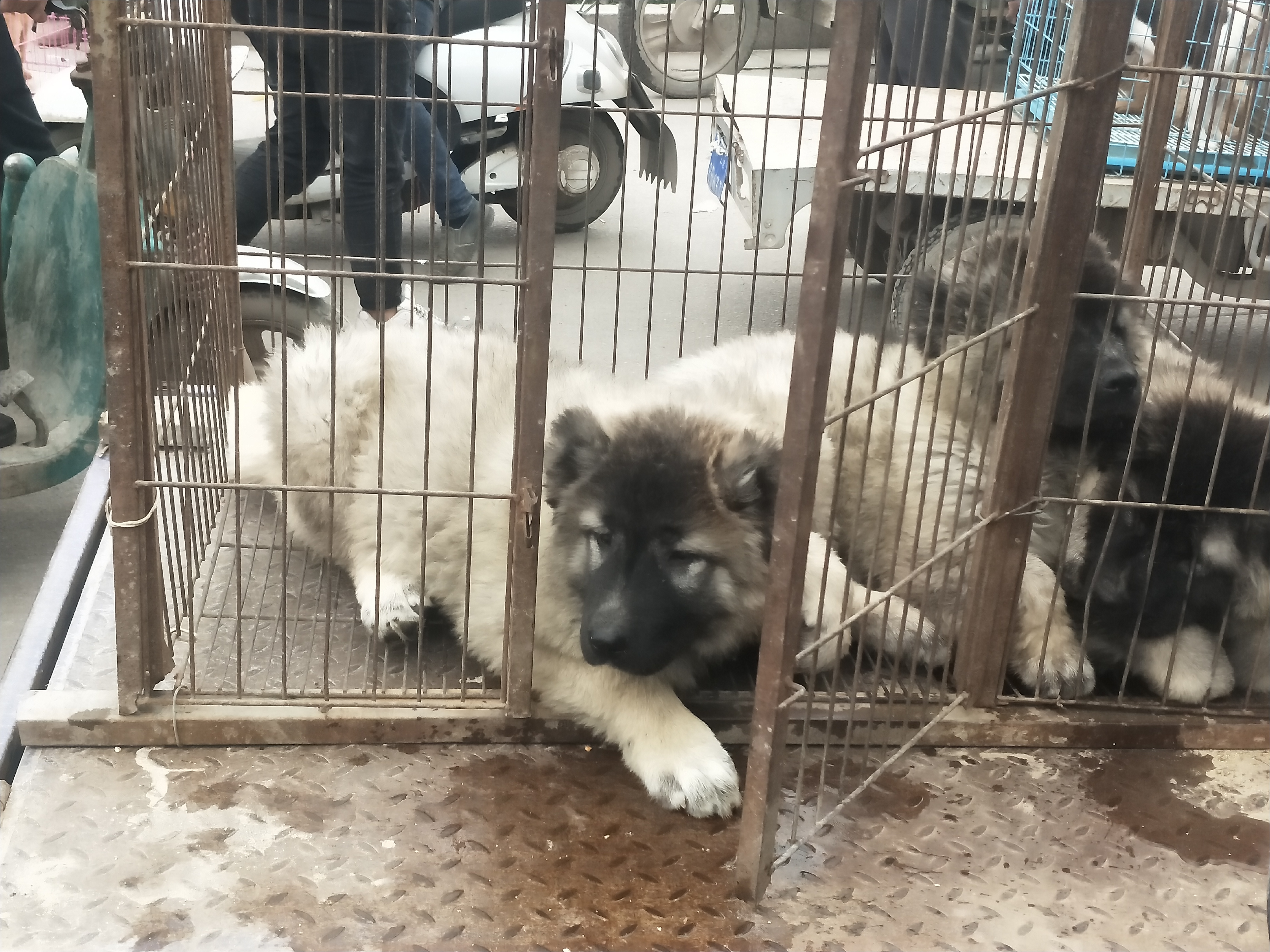 商丘宠物交易市场宠物兔,逛东北宠物交易市场