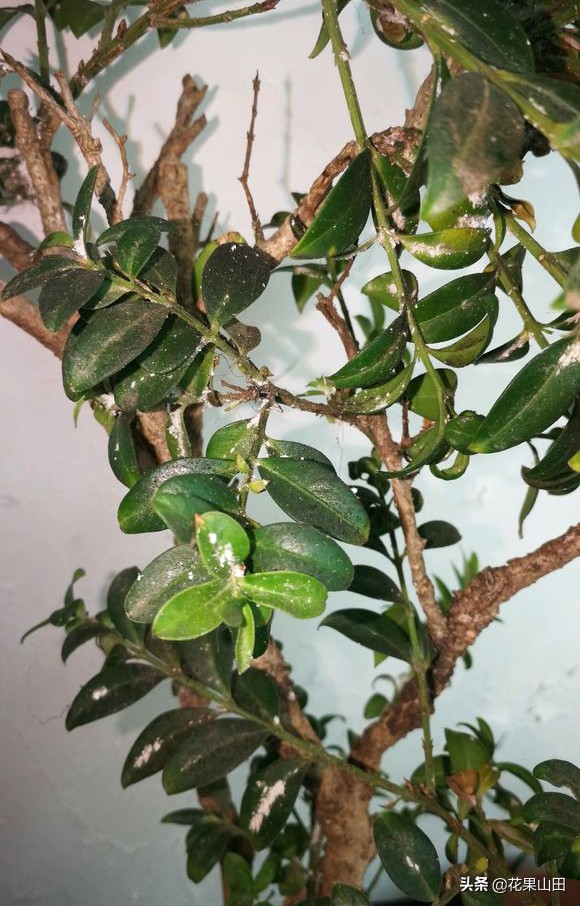 黄杨黄叶是什么病,黄杨枯黄有白色病用什么药