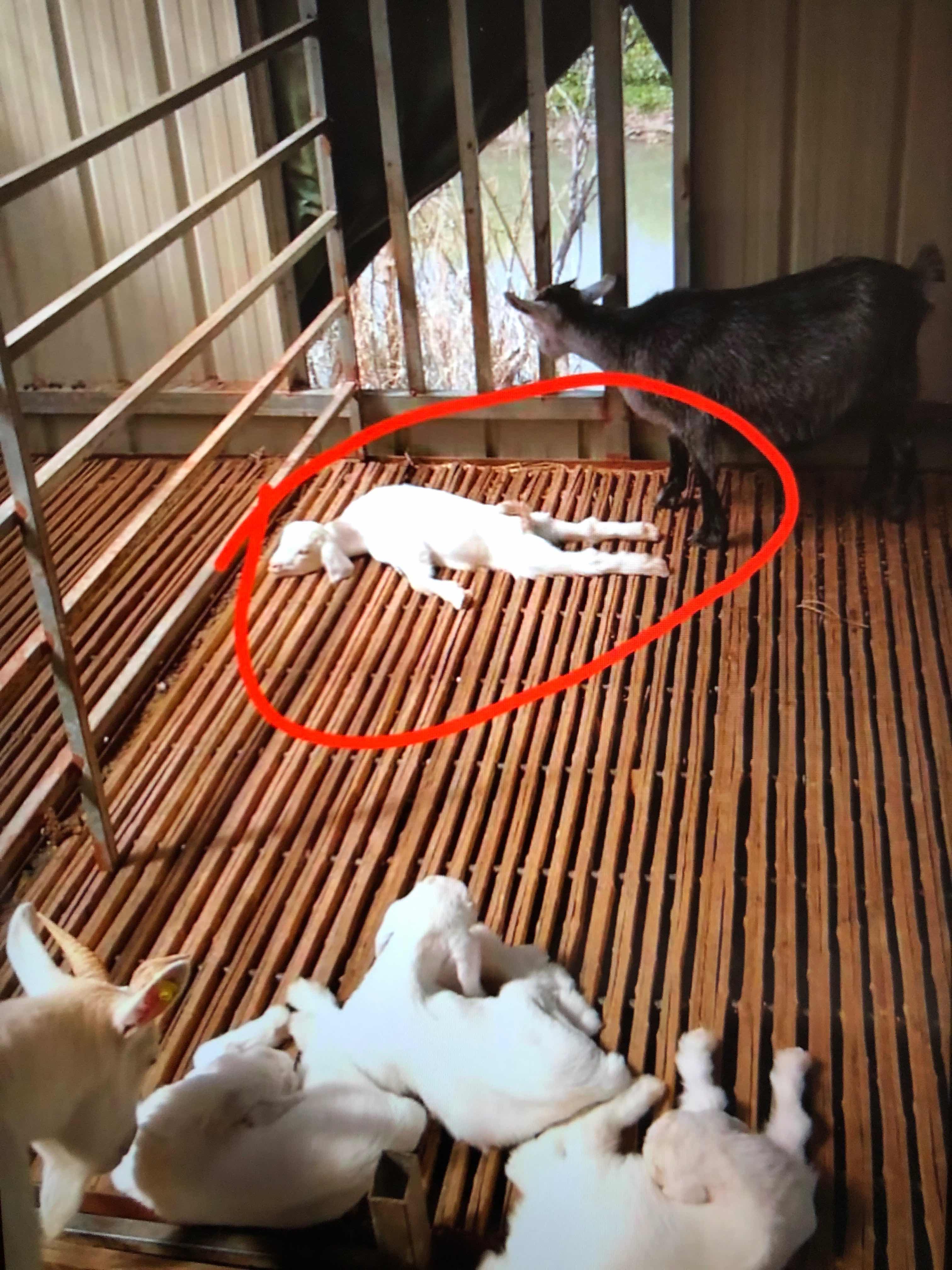 羔羊突然瘫软站不起来该打什么针,羔羊突然站不起来了怎么回事