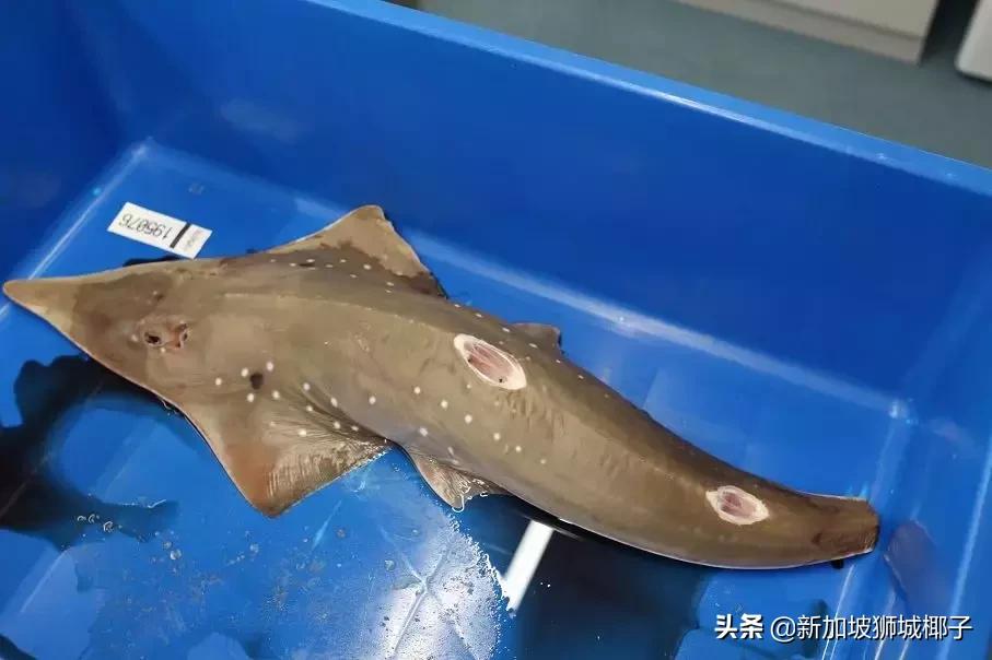 泰国超市奇葩东西,新加坡超市里的东西