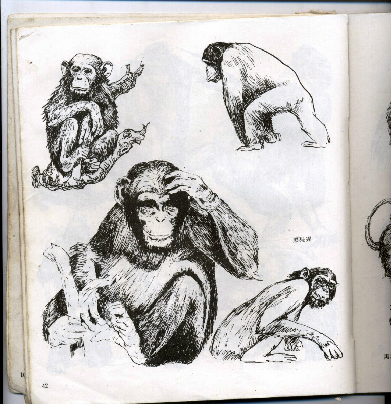 一百幅动物素描,近百幅动物画