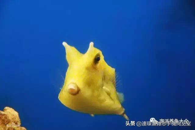 宠物鱼推荐小型的鱼,哪种宠物鱼最可爱