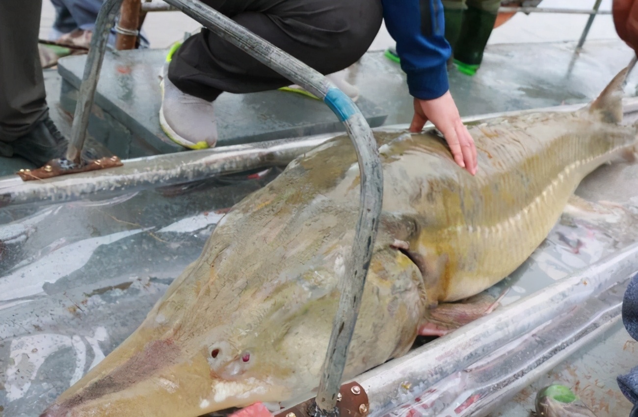 意外捕捞野生达氏鳇,达氏鳇能活多少年