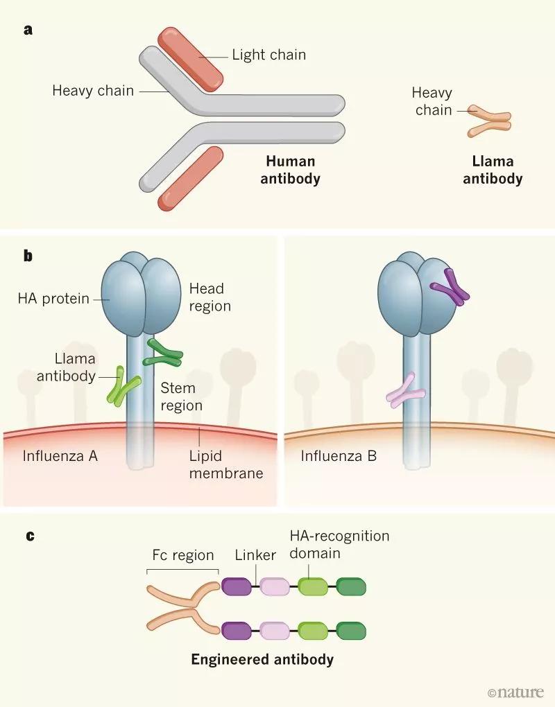 羊驼体内有新冠抗体是真的吗,羊驼真的可以抗击新冠病毒吗