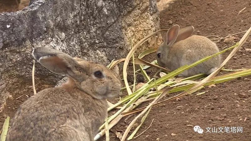 「笔塔热点」丘北1村民租地养兔探出致富路，年入30多万