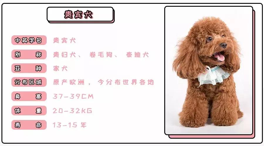 泰迪和贵宾的来历,贵宾与泰迪是一个品种吗