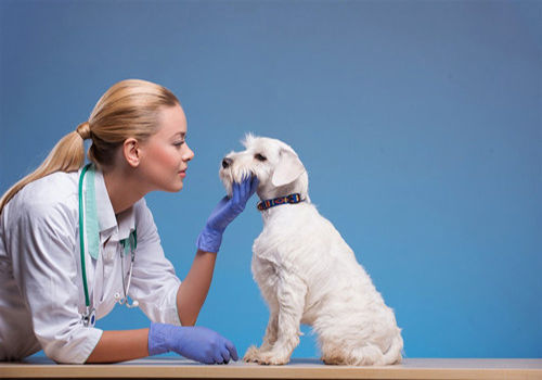 饲养的狗狗不爱吃饭是怎么回事,养宠知识我家狗狗不吃饭怎么办