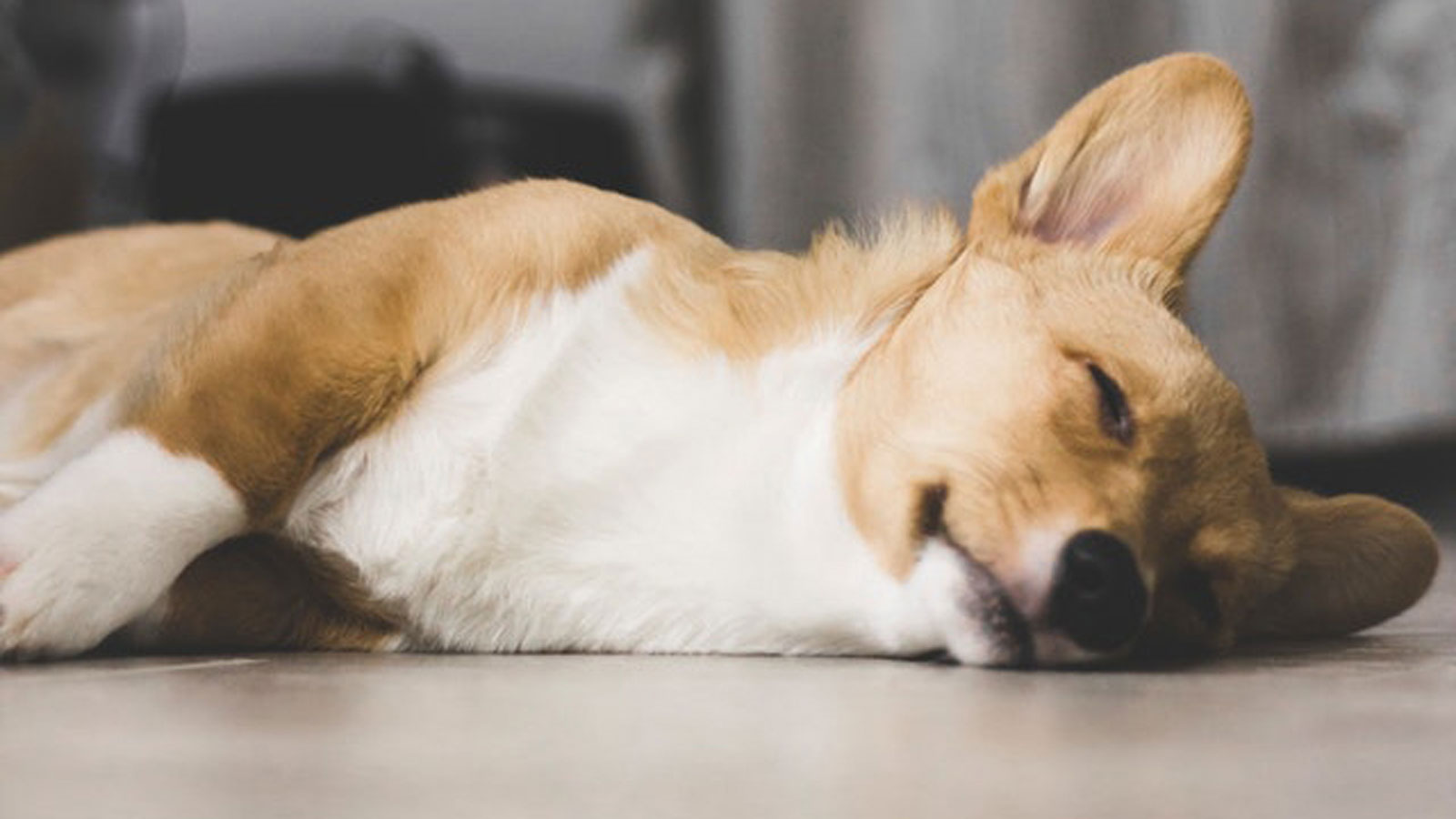 狗低血糖怎么办,狗狗糖尿病低血糖的症状或表现