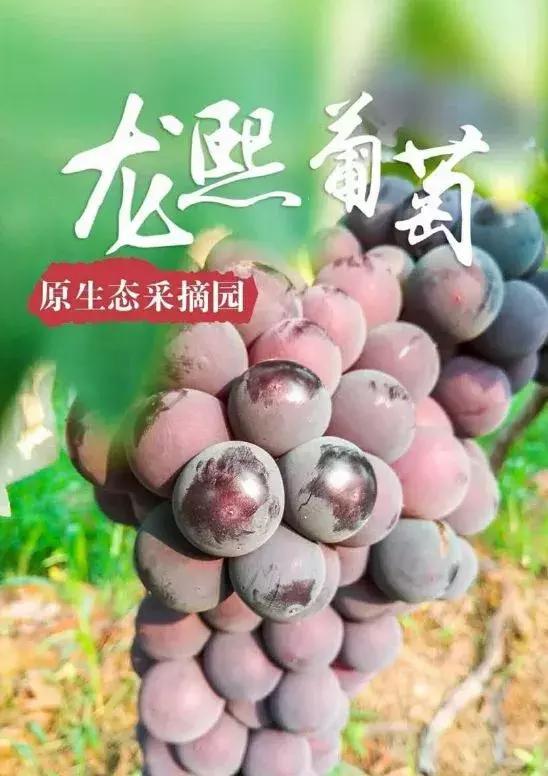 洛阳葡萄采摘最佳地点,最新洛阳附近可以采摘桃子的果园