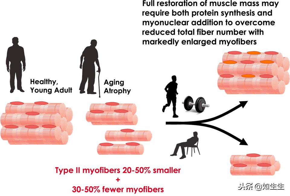 增肌怎么更好的刺激肌肉,这些东西可以帮助你越吃越瘦