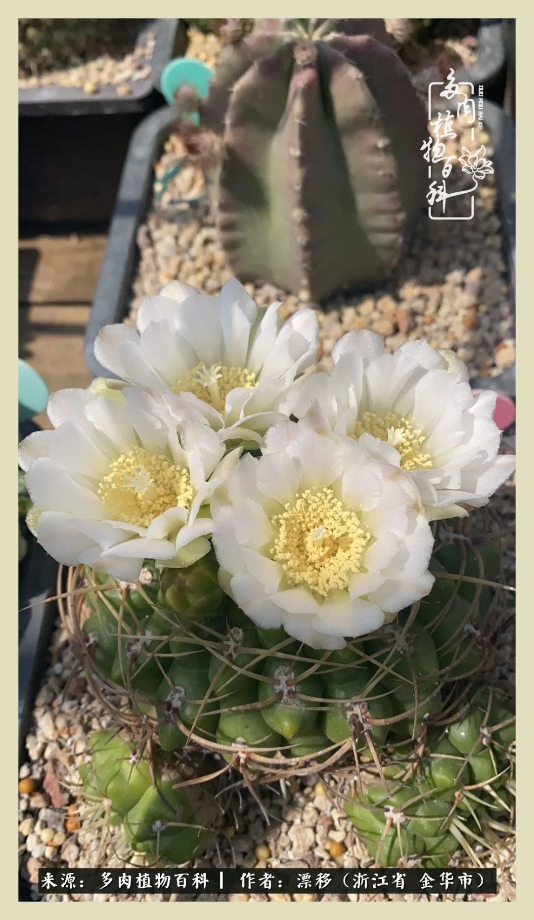仙人球开花并散发着香味,仙人球花盛开吐露芬芳