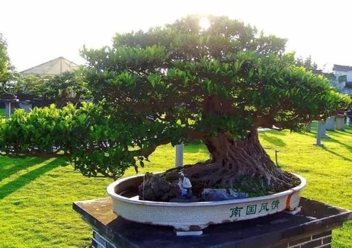 世界十大花卉排行榜名单,世界十大名贵花草