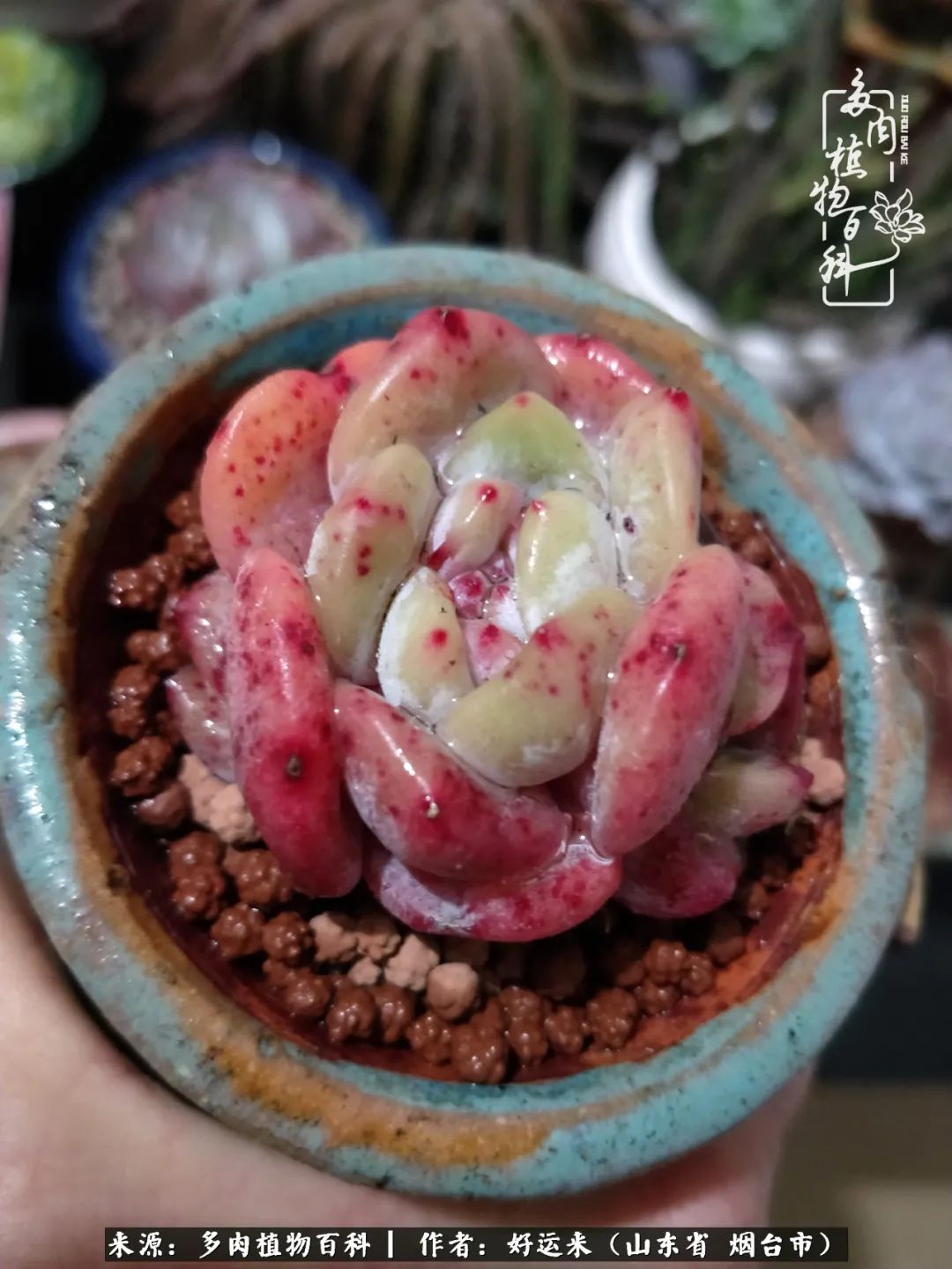 这世上怎么会有那么可爱的小可爱,这世上怎么有这么可爱的小生物