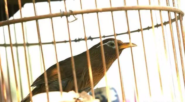 春天怎样管理桃树,春天怎样打理花