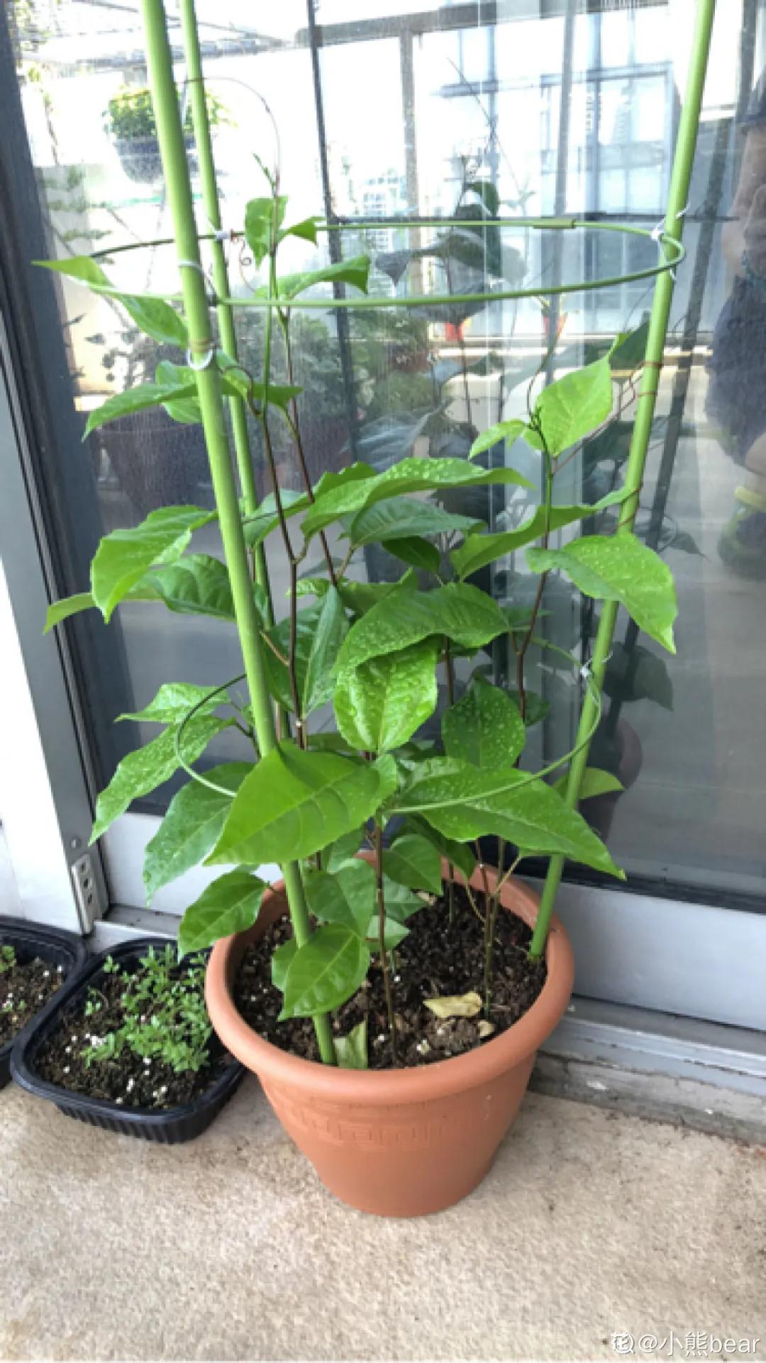 一根枝插土里就能成活的果树,大树枝直接插土里能活吗