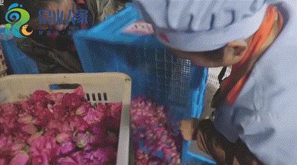 “老大哥”实力认证，25年0差评，细述济南天源玫瑰的从一而终