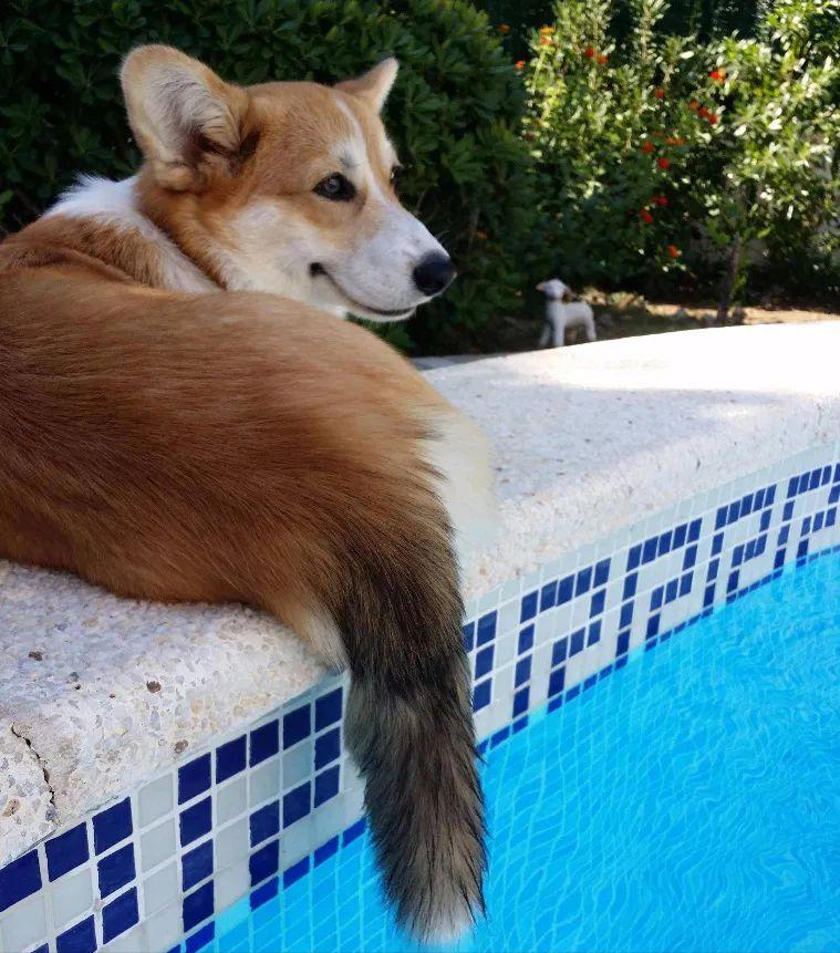 柯基宝宝小短腿柯基,短腿柯基长腿柯基