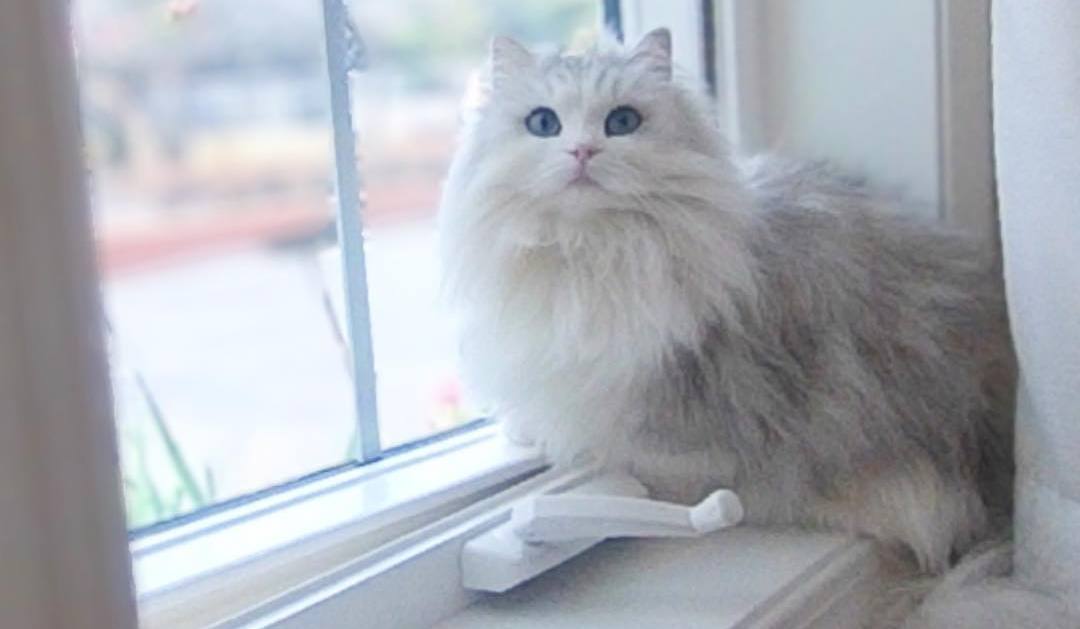 怎么培养猫咪玩游戏,猫咪如何玩儿游戏