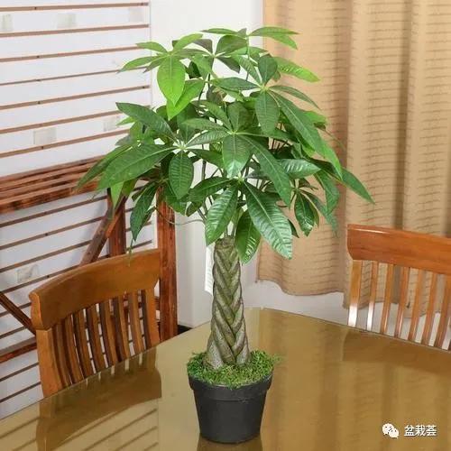 家门口最好养的10种花,家里养高档的六种花