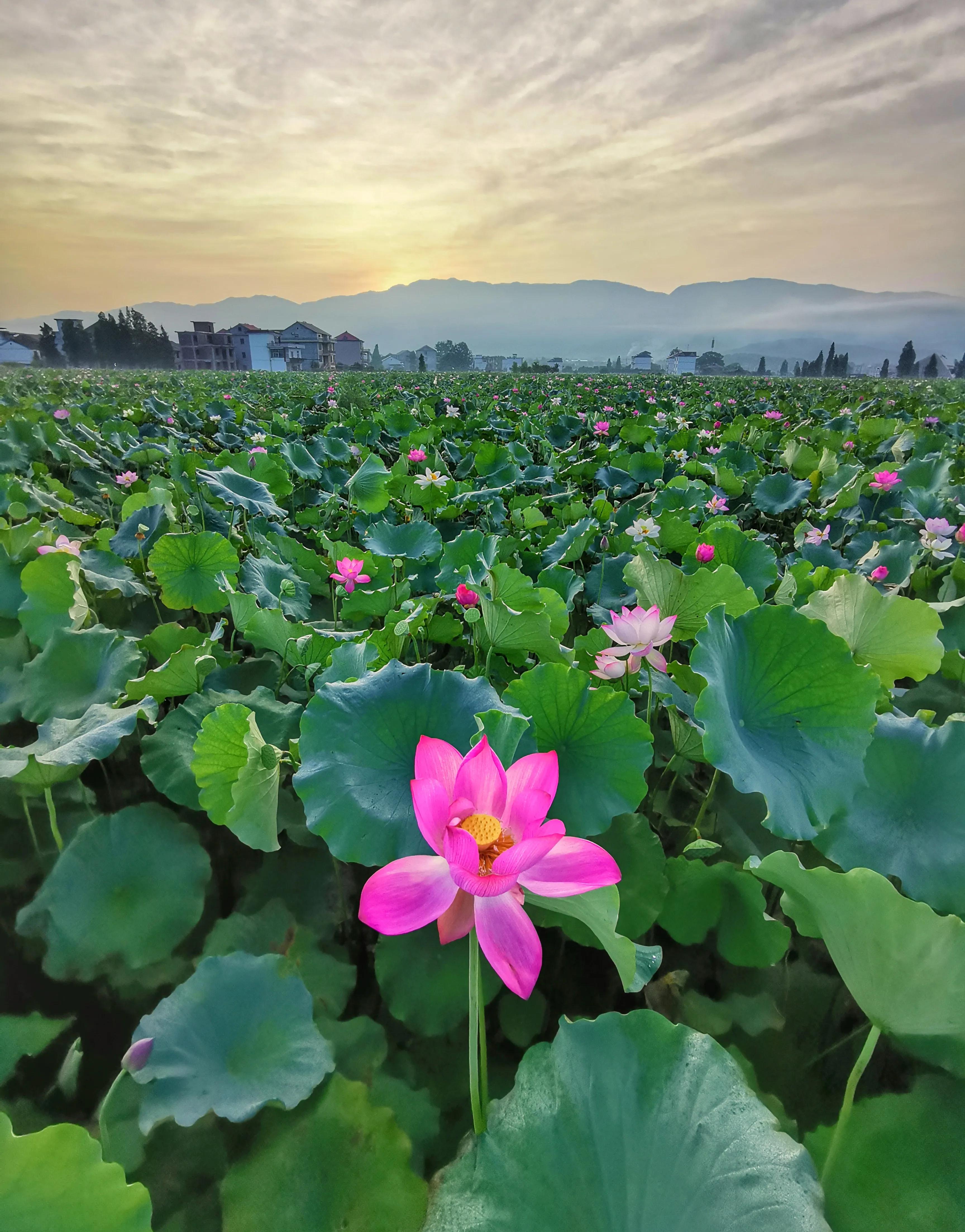 你会去莲花玩吗？我找到了3个“趣味点”，玩了一次跟着喜欢走