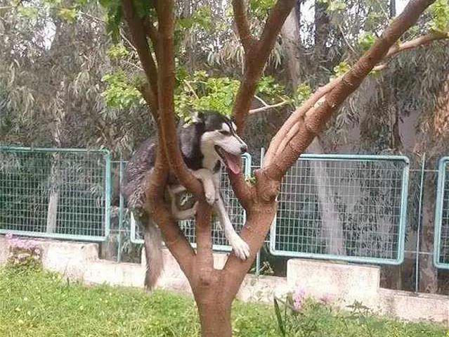 神犬哈士奇有多聪明,二哈哈士奇智商排行