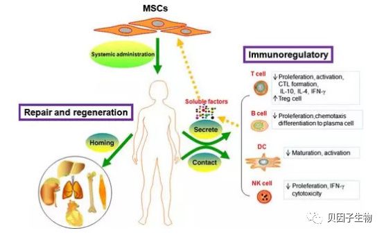 干细胞治疗红斑狼疮效果怎么样,干细胞治疗红斑狼疮有效吗