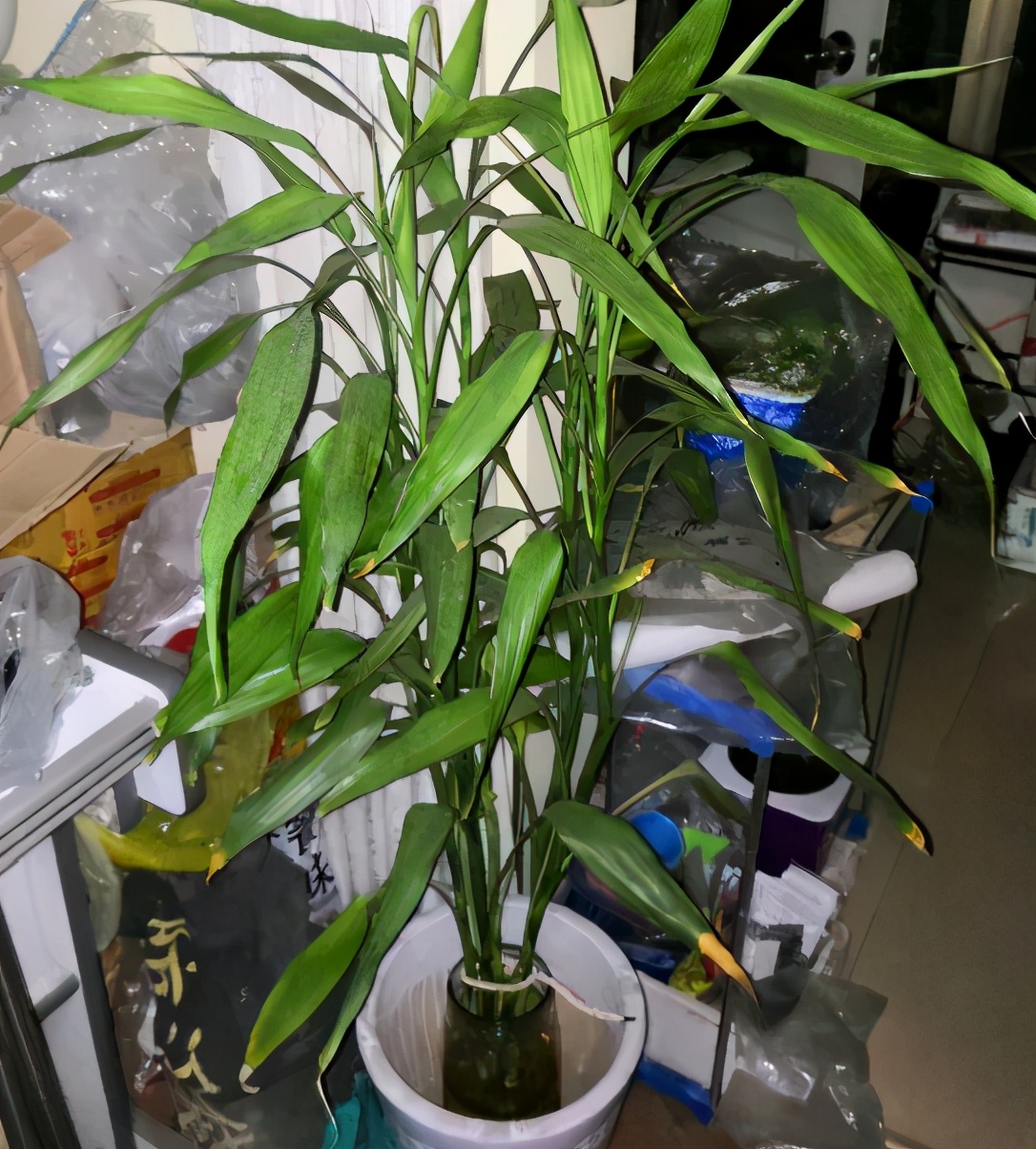 新买的富贵竹枝干，水培迟迟不生根，该怎么解决？