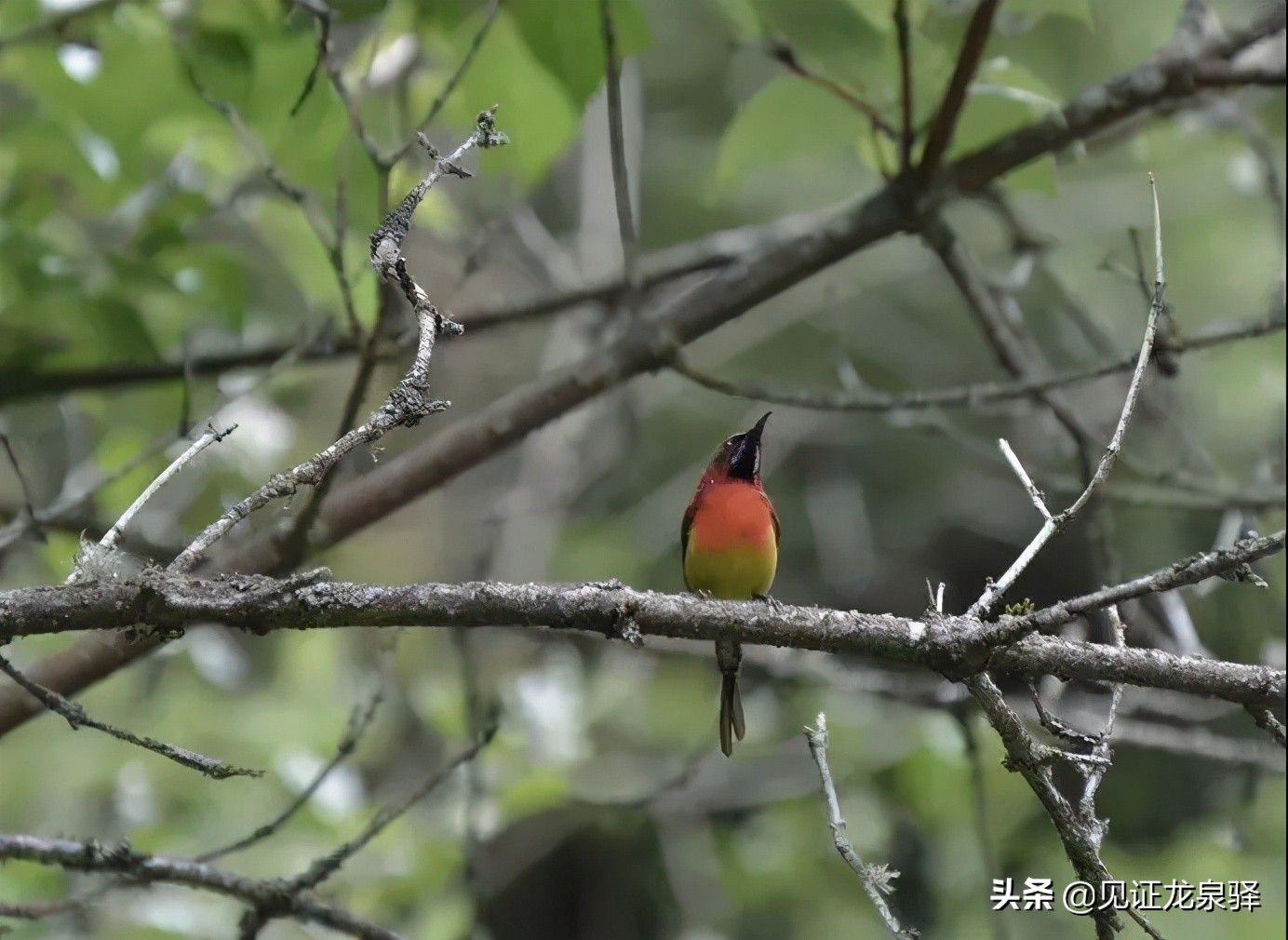 中国自然观察节,2019自然观察节