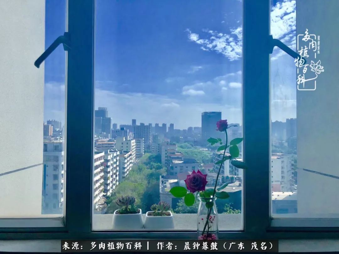 轻轻地告诉你，我的多肉也曾美过，不信你看看