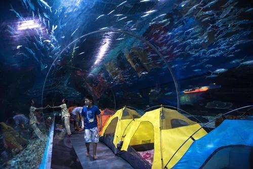 海洋馆奇妙夜,海洋馆探索海洋世界