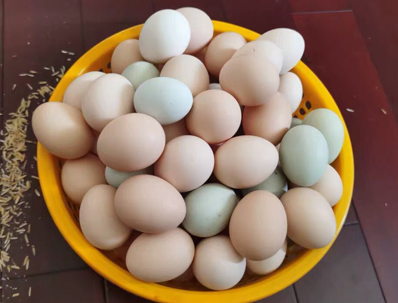 春天买土鸡蛋,鸡蛋买绿壳的还是粉壳的好些