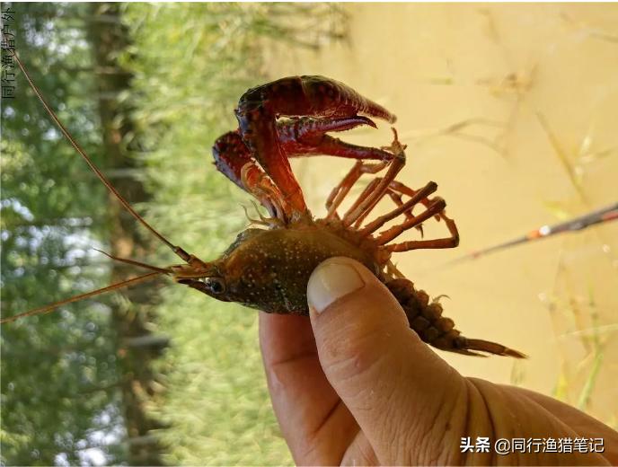 钓鱼无口怎么办教你一招,钓鱼有鱼不开口怎么钓