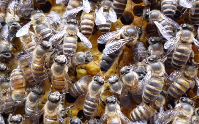 中蜂如何用继箱合并蜂群,中蜂失王后怎样并群